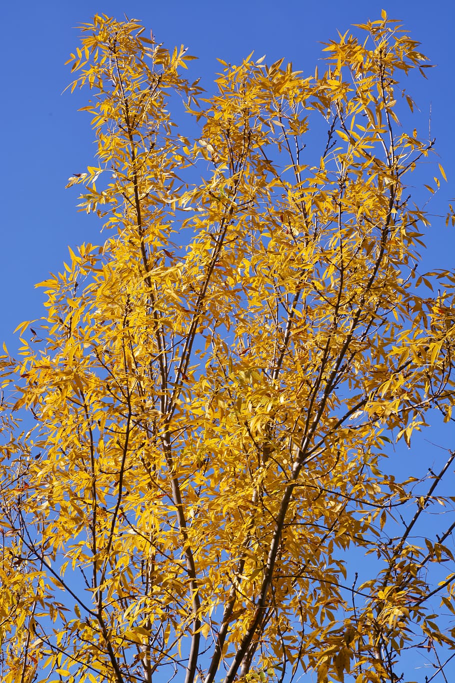 tree, yellow, sky, nature, low angle view, plant, branch, beauty in nature HD wallpaper