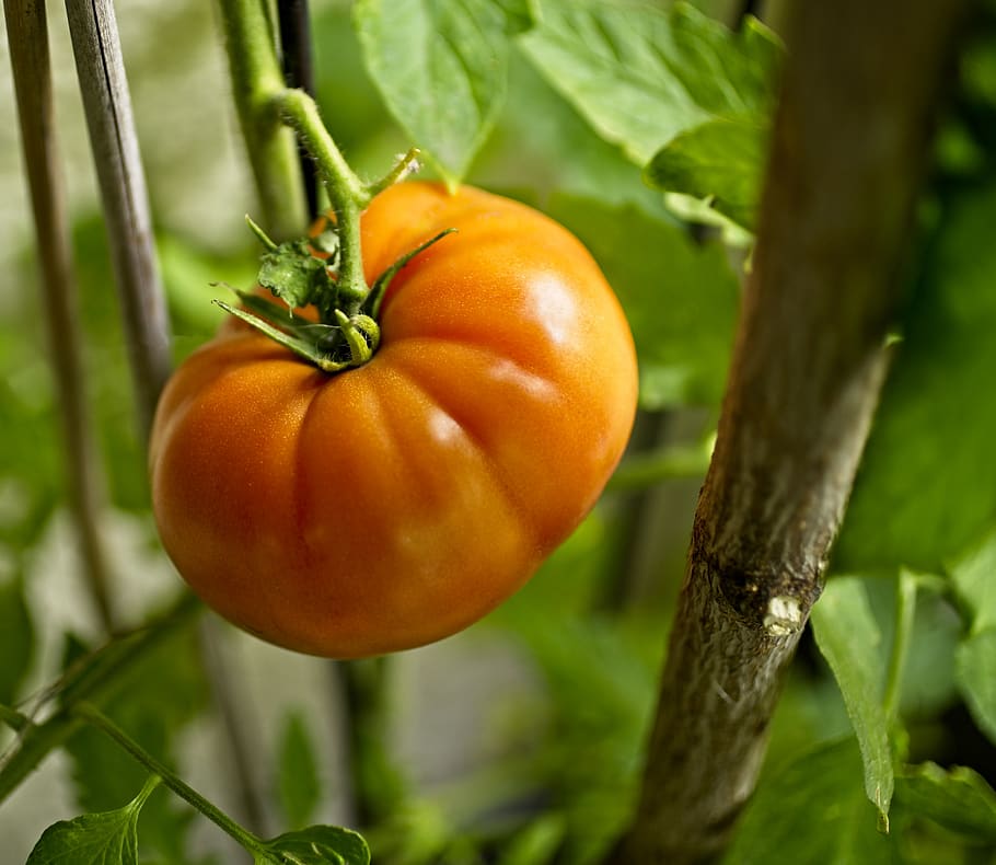 tomato, ripening, changing, fruit, food and drink, healthy eating HD wallpaper