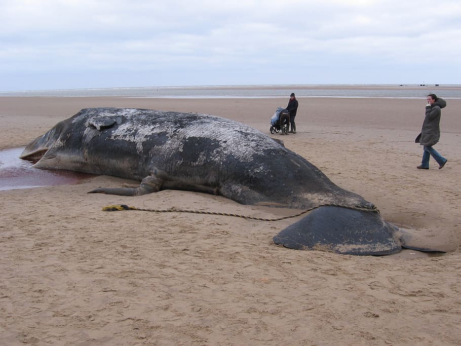 sperm whale, beached, dead, ocean, animal, mammal, nature, large