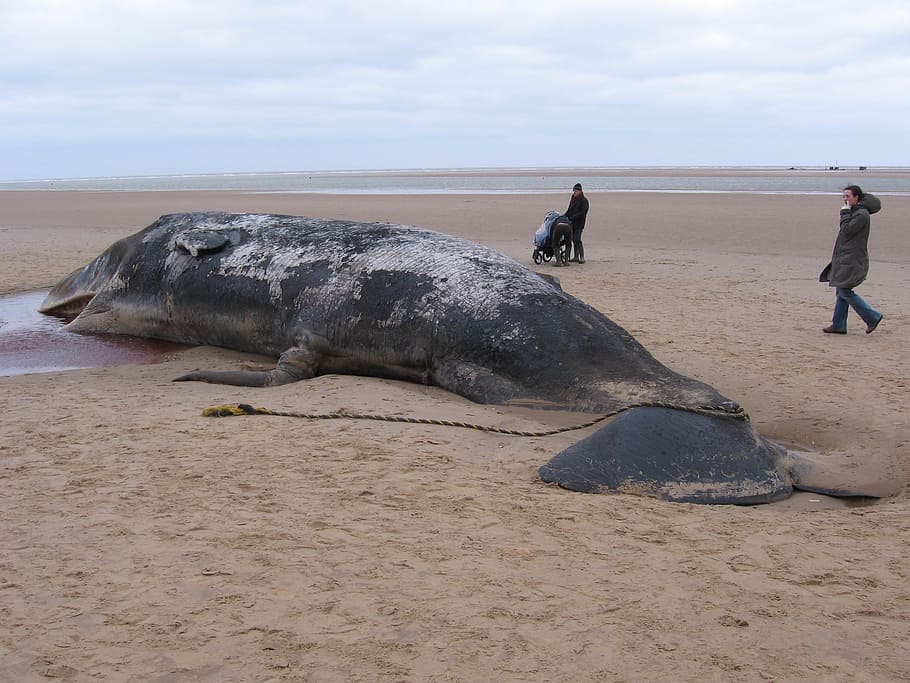 sperm whale, beached, dead, ocean, animal, mammal, nature, large HD wallpaper