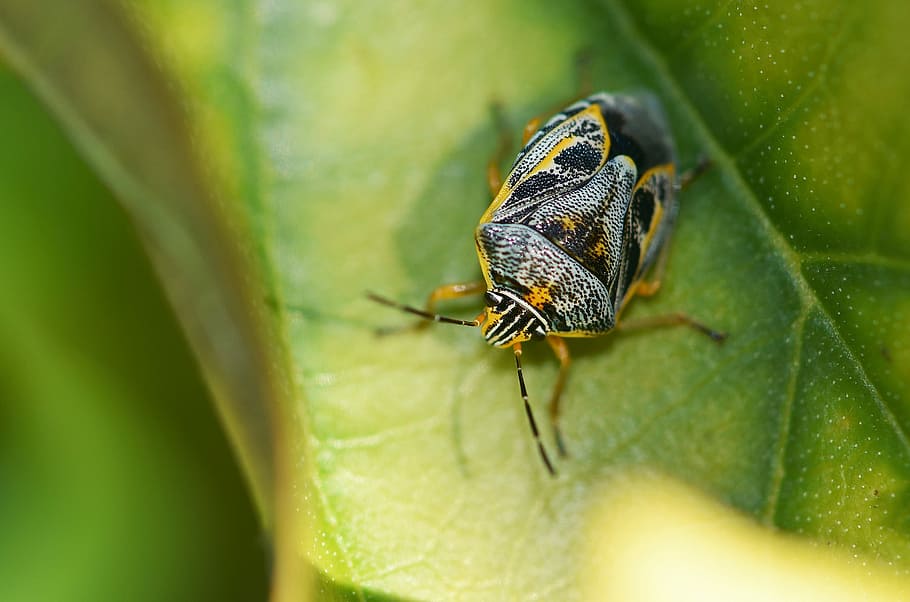insect, bug, beetle, colorful, garden, animal, animal themes HD wallpaper