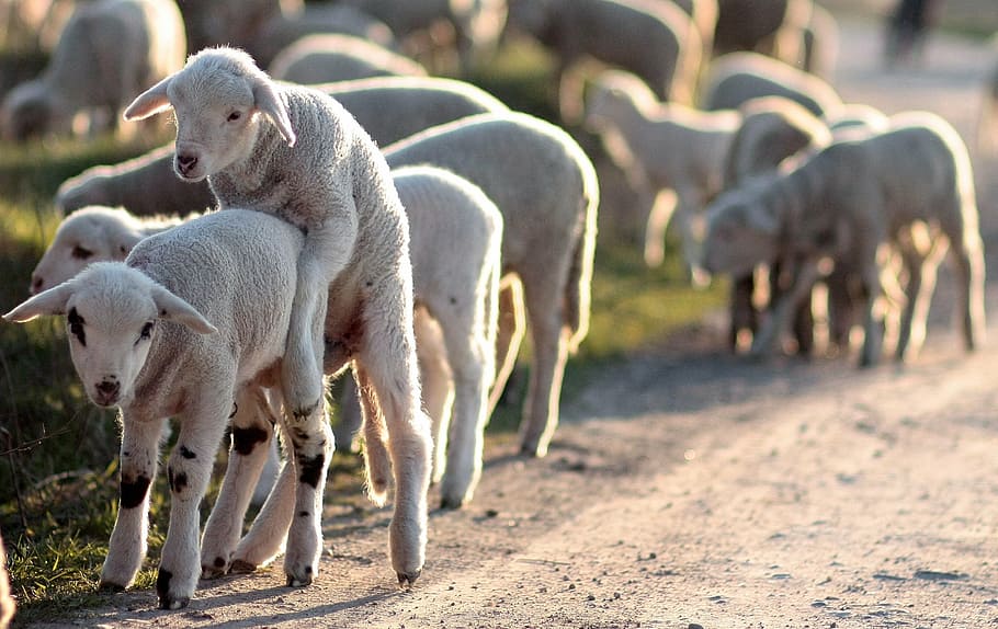lamb, the flock, play, pet, mammal, group of animals, animal themes HD wallpaper