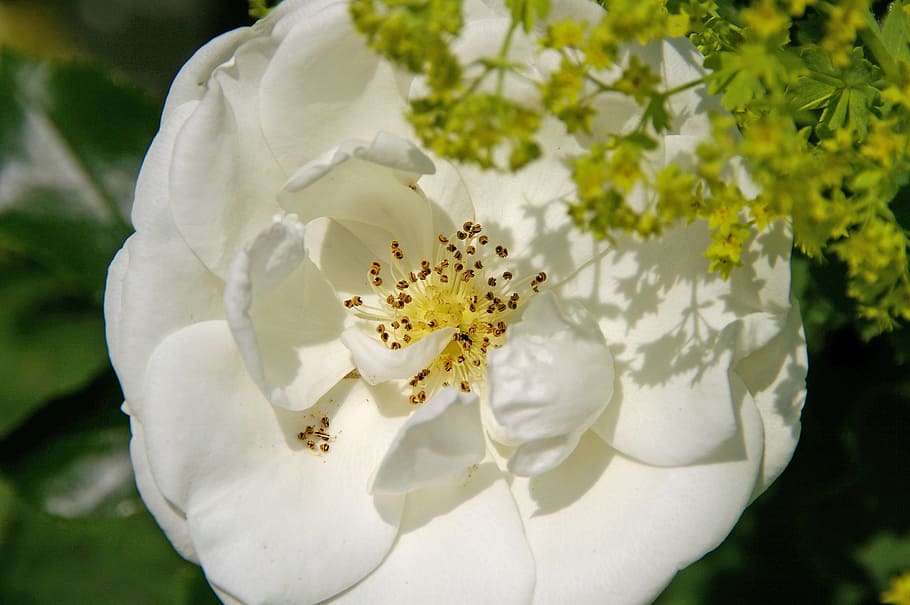 rose, ground cover rose, white, stamens, blossom, bloom, garden