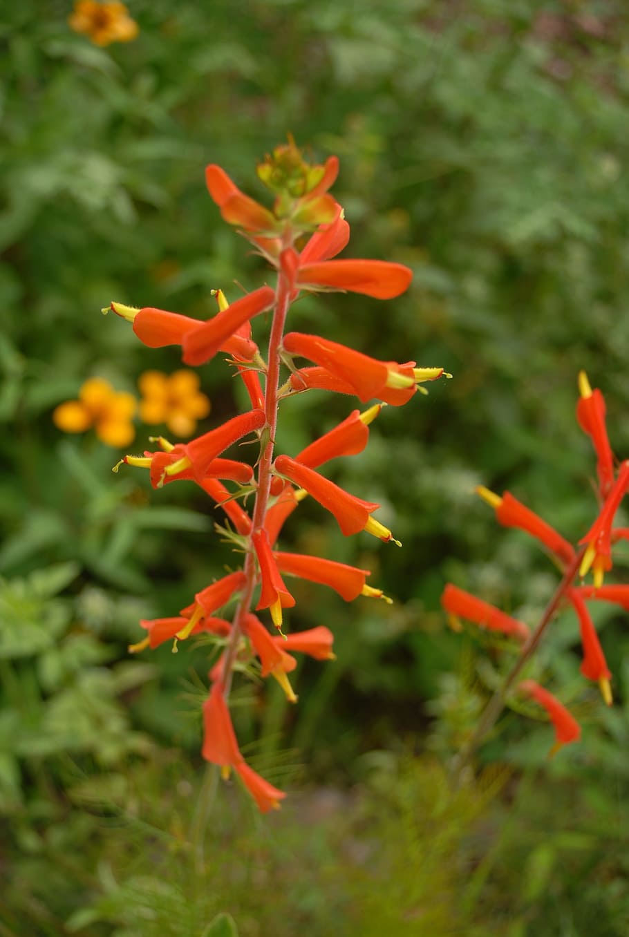 flower, flora, nature, plant, growth, flowering plant, beauty in nature HD wallpaper