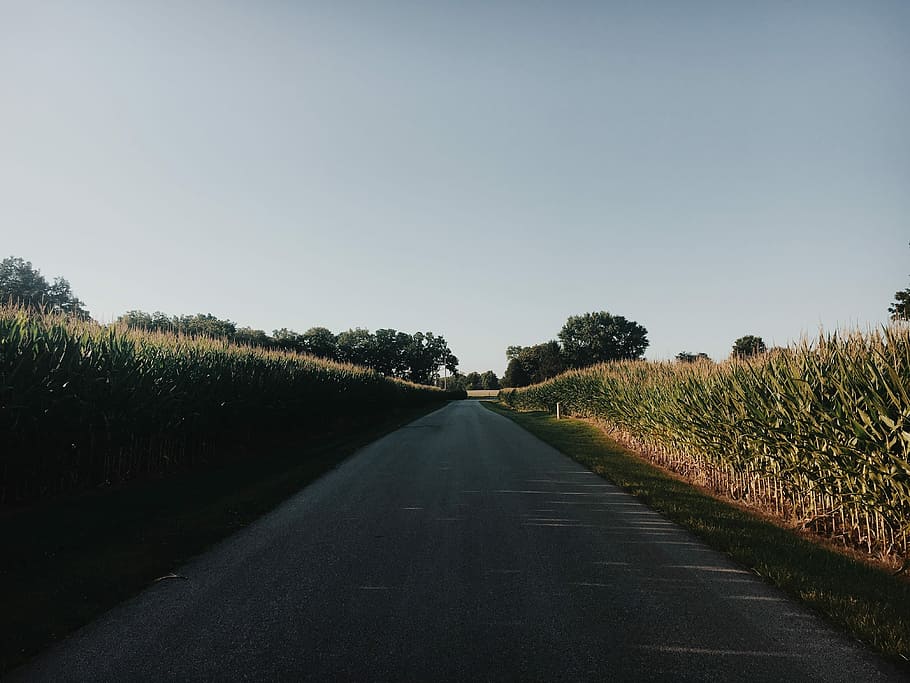 road surrounded by corn plants, road between corn field, lane, HD wallpaper