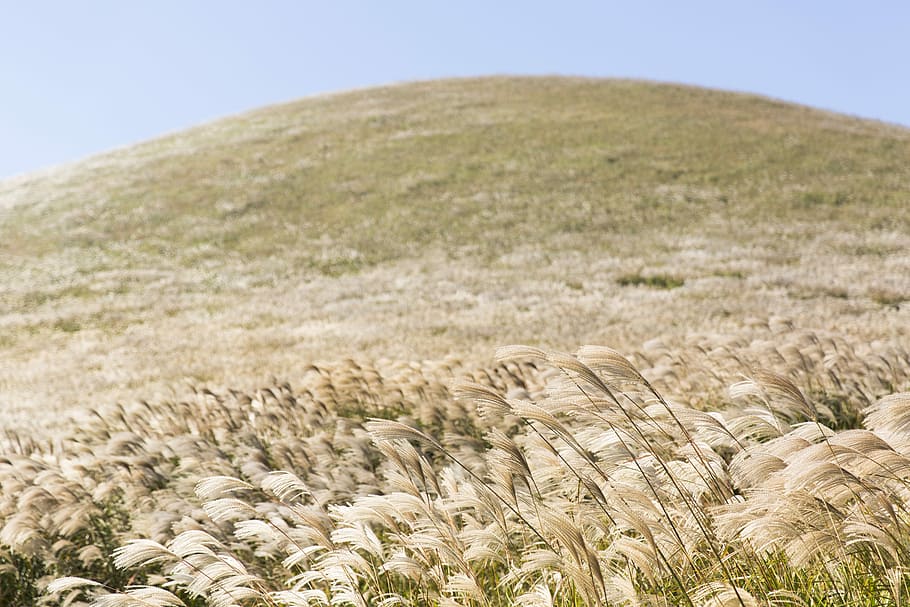 white grass covered hill, landscape photography of brown field, HD wallpaper