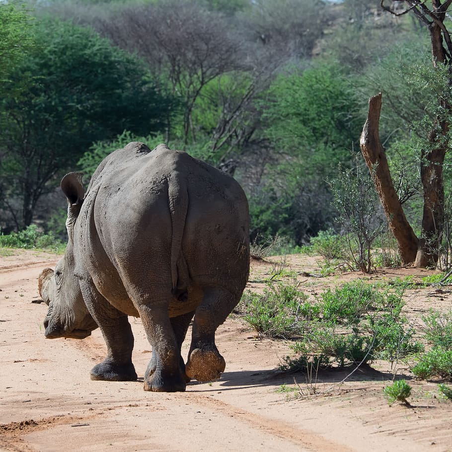 Rhino, Mammal, Namibia, animal, africa, wildlife, safari Animals HD wallpaper