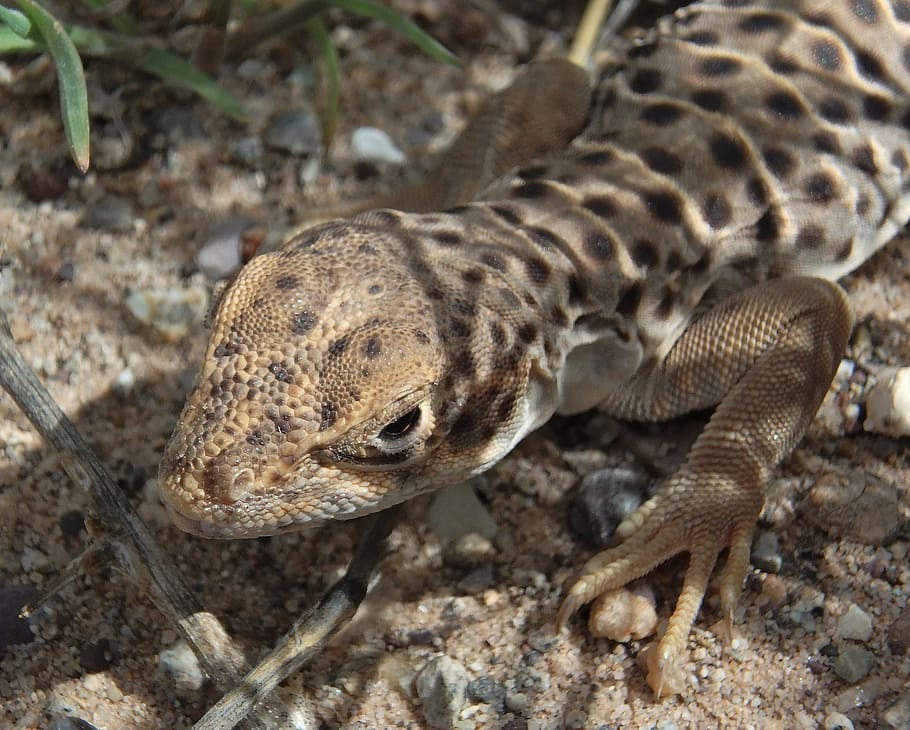 lizard, long nose leopard, close up, macro, reptile, wildlife HD wallpaper