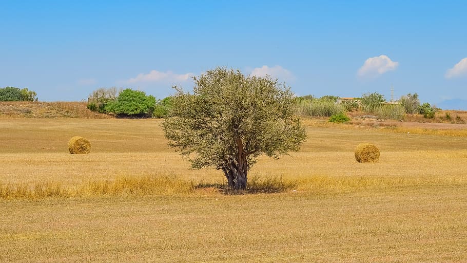tree, hay, land, landscape, countryside, straw, nature, field HD wallpaper
