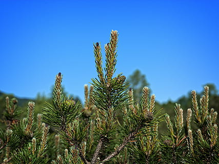 pine needles, dwarf pine, needle tip, tap, nature, pine cones HD wallpaper