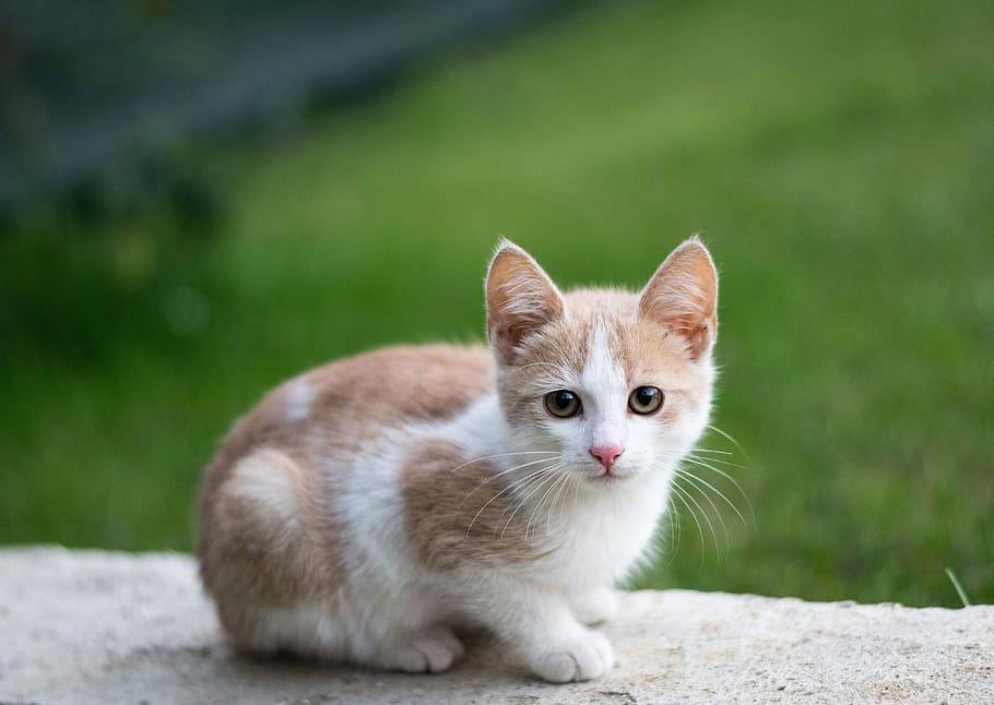 Tan and white store kitten