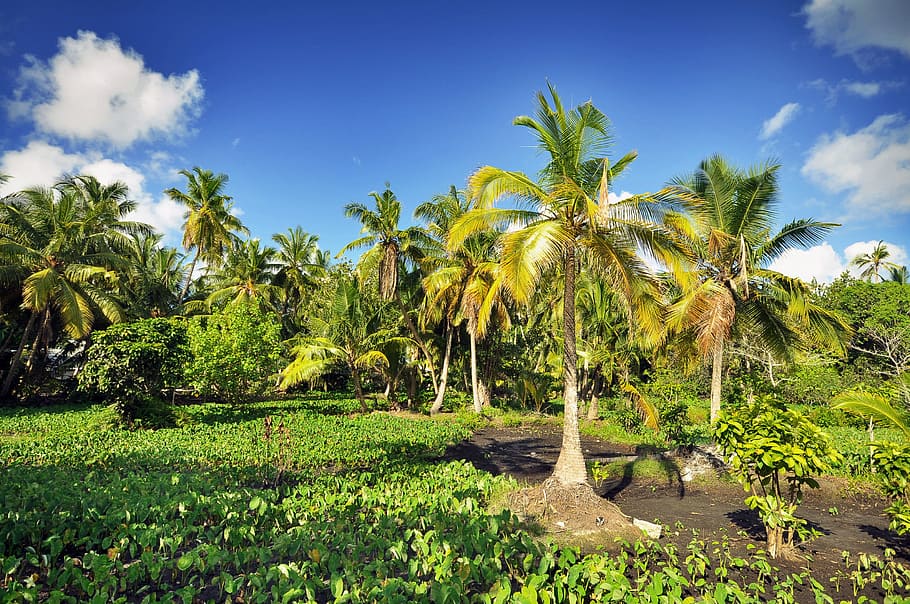 nature, sky, sunny, clouds, coconuts, outdoors, palm trees, plants HD wallpaper