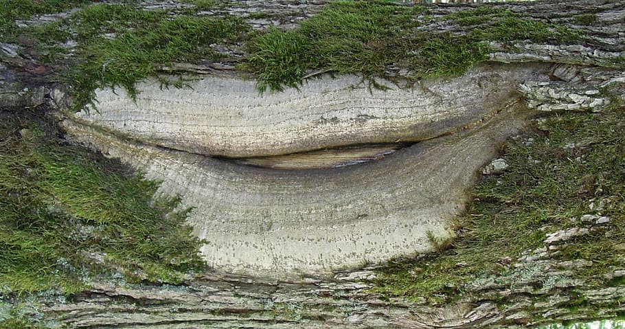 forest, tree, oak, bark, form, mouth, lips, tribe, nature, plant HD wallpaper