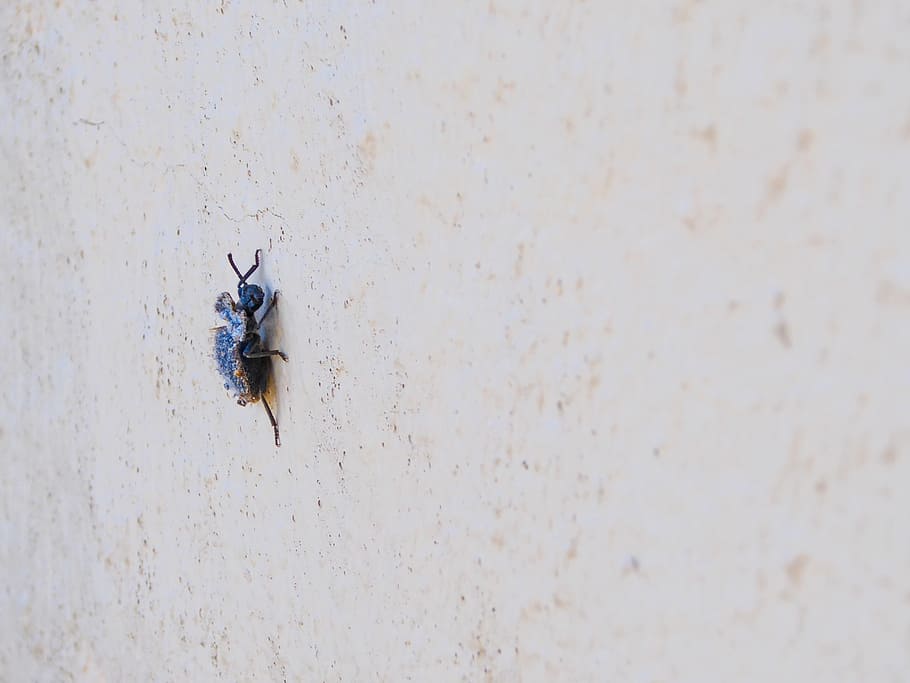 beetle, blue, macro, exotic, animal, crawl, close, nature, small HD wallpaper