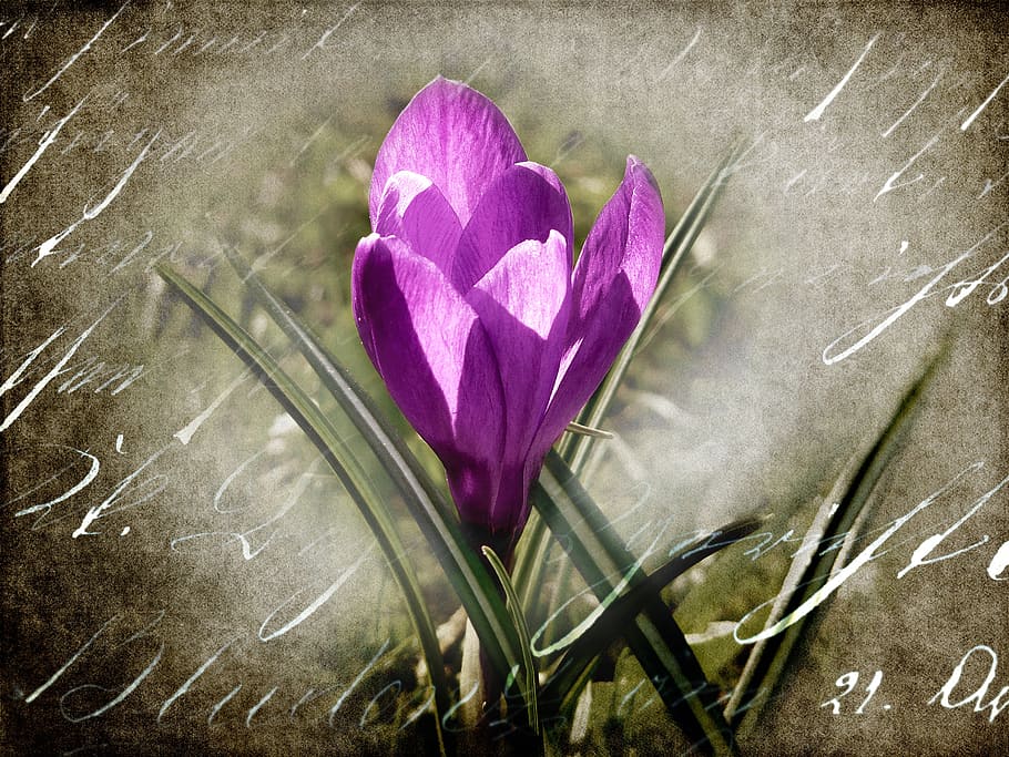 crocus, flower, blossom, bloom, spring, close, purple, font HD wallpaper