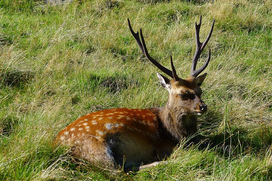 Deer, Animals, grass, animals in the wild, animal wildlife HD wallpaper