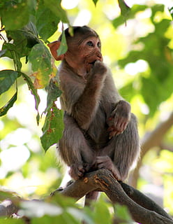 monkey, thinking, branch, ape, primate, animal, mammal, wildlife HD wallpaper