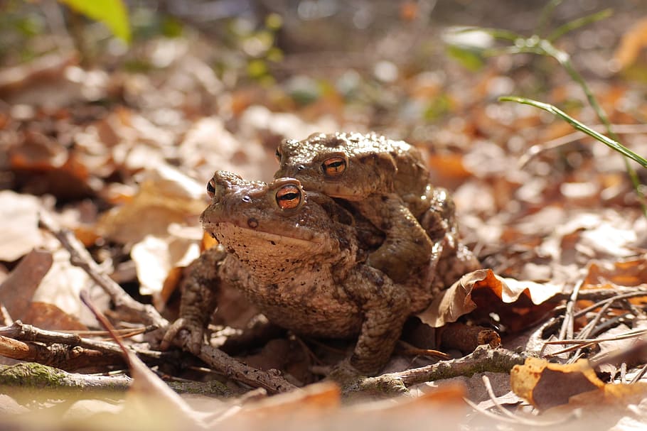 Toads, Pairing, Amphibians, forest floor, common toad, brown