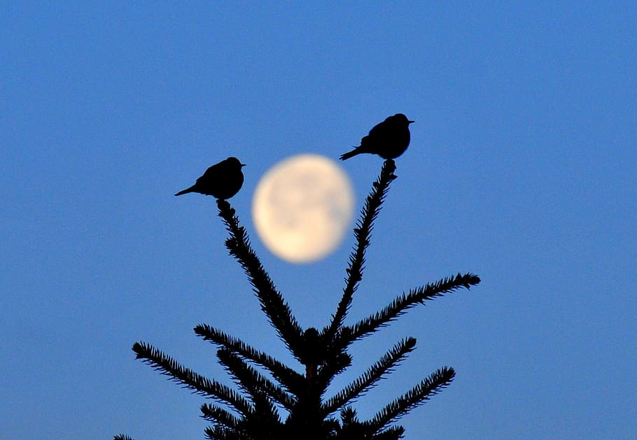 Mountain, Bluebirds, Moon, Tree, mountain bluebirds, perched HD wallpaper