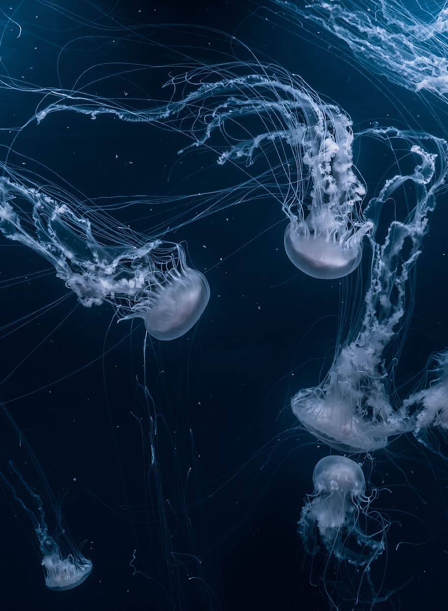 white jellyfishes swims, school of jellyfish, underwater photography, HD wallpaper