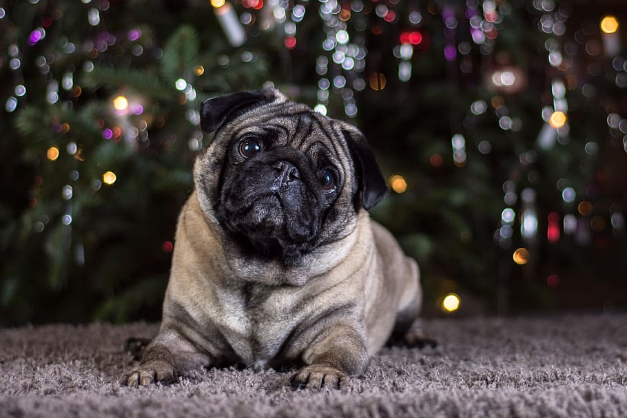 fawn pug lying on brown fleece area rug, dog, portrait, cute HD wallpaper