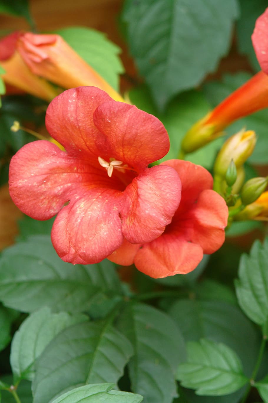 climber, summer, blossom, bloom, flower, flowering plant, freshness HD wallpaper
