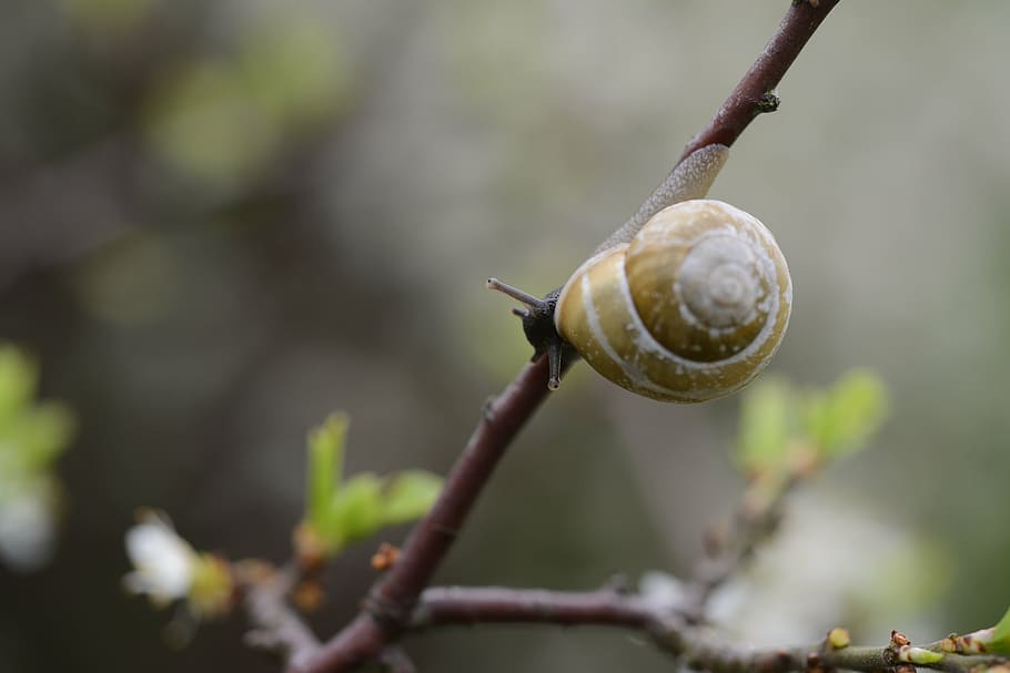 snail, branch, shell, mollusk, nature, animal, plant, animal world HD wallpaper