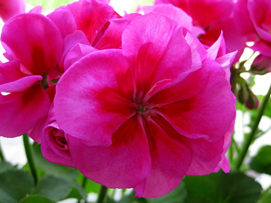 geranium, flora, petal, flower, bud, garden, plant, pink, blossom HD wallpaper