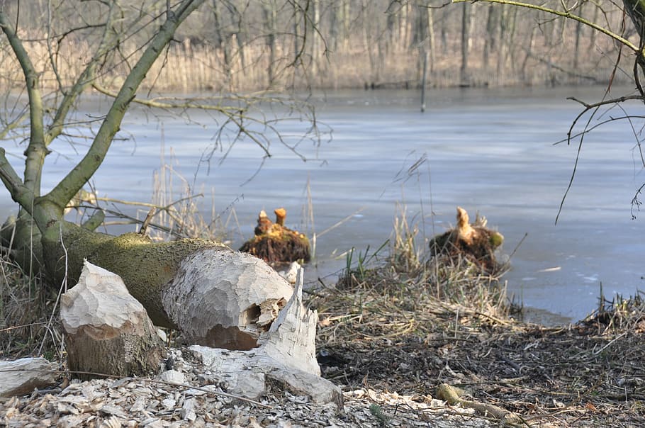 water, beavers, tree, nature, day, land, plant, no people, solid HD wallpaper