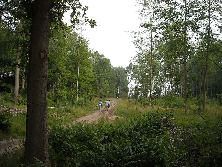 nature, green, forest, trees, walking path, hikers, plant, land HD wallpaper