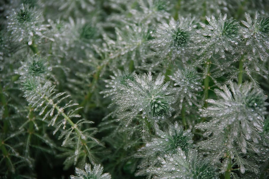 Green, Plant, Leaf, nature, winter, growth, no people, snow HD wallpaper