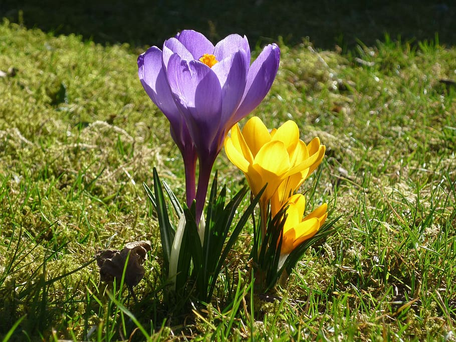 flower, crocus, nature, flowering plant, fragility, vulnerability HD wallpaper