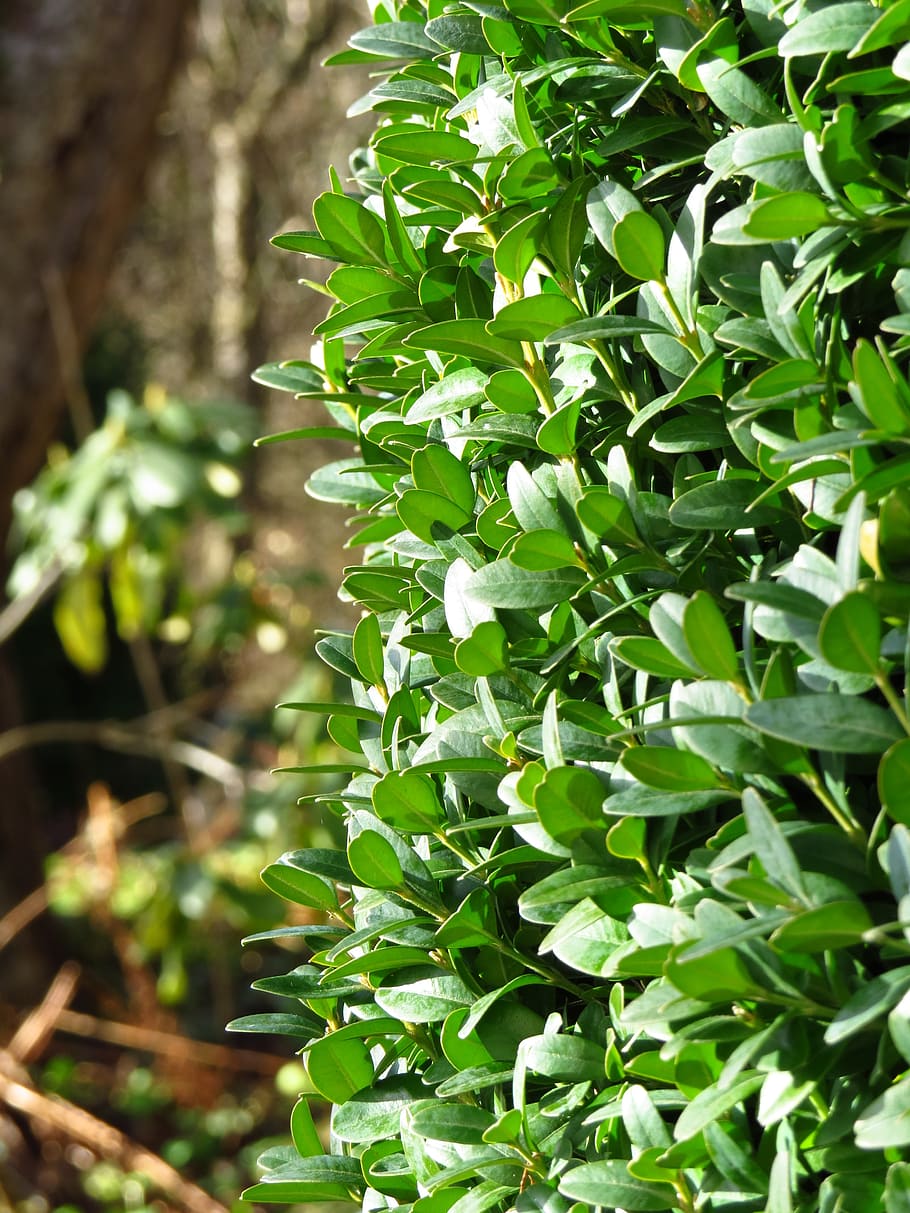book, boxwood, leaflets, green, bush, periwinkle, common boxwood HD wallpaper