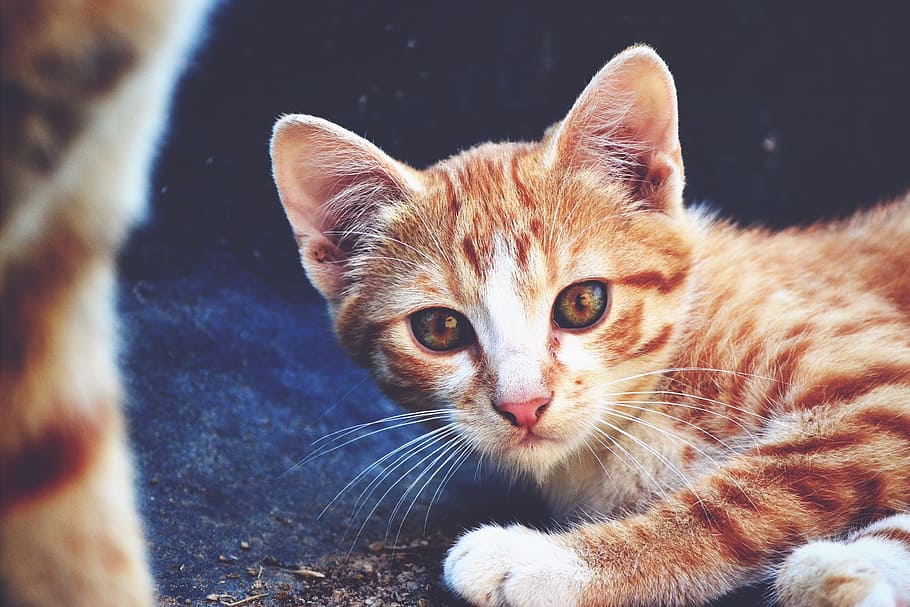 close-up photography of brown and white kitten, cat, redhead HD wallpaper