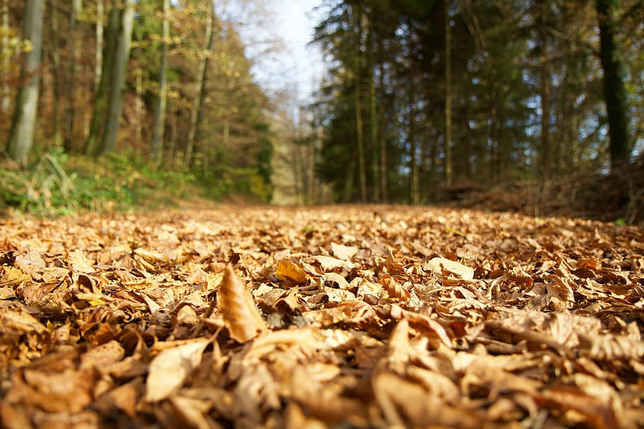 selective focus photography of leaf surrounded with trees at daytime HD wallpaper