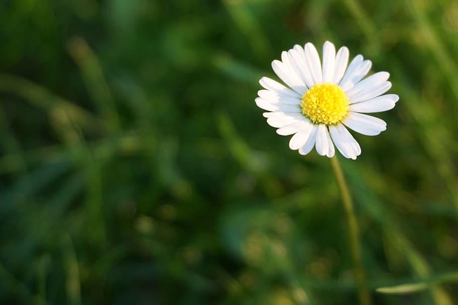 Daisy, White, Blossom, Bloom, wild flowers, in the grass, white flower HD wallpaper