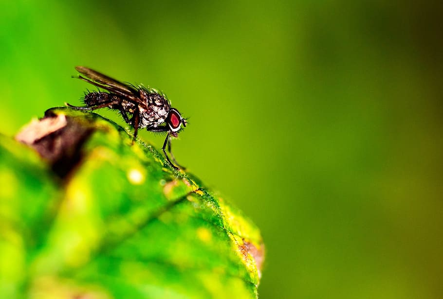 fly, nature, insect, green, leaf, close, macro, invertebrate HD wallpaper