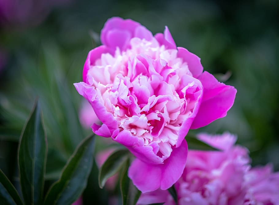 flower, bloom, nature, pink, spring, macro, roses are in bloom HD wallpaper