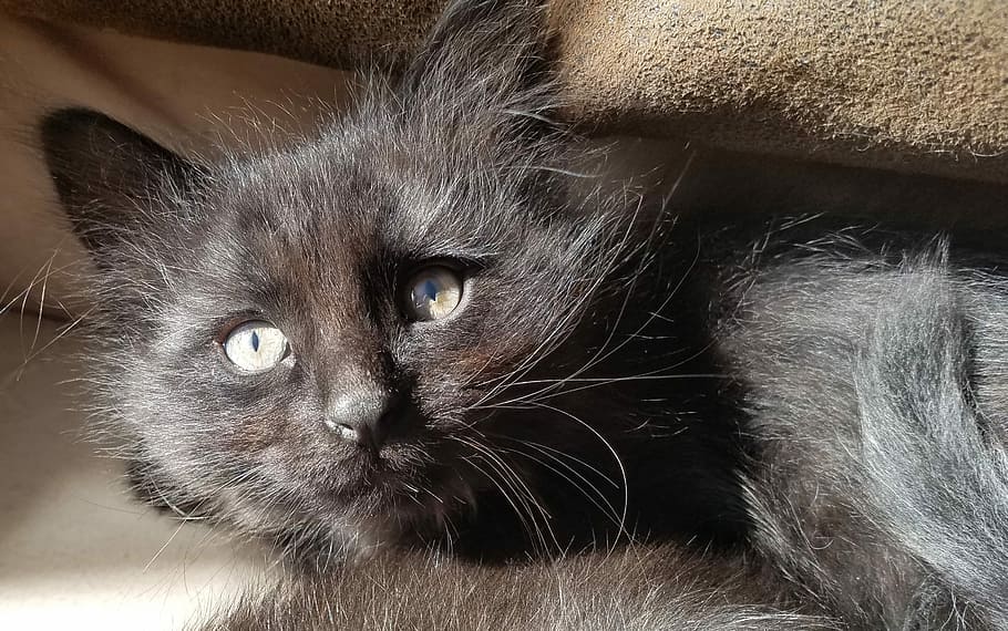 Online crop | HD wallpaper: black cat, kitten, pet, animal, cute ...