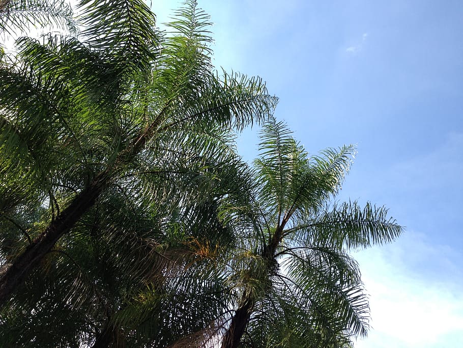 coconut trees, sky, shadow, plant, low angle view, growth, palm tree HD wallpaper