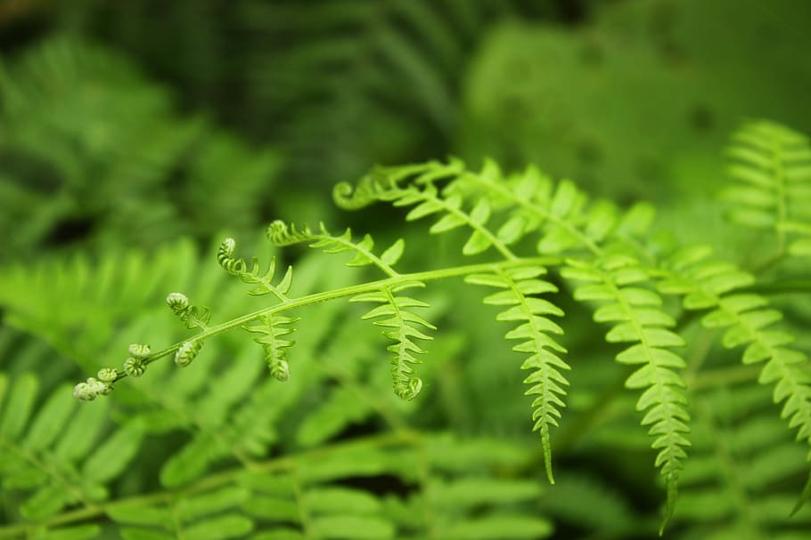 Plant, Background, curly, green, bud, green color, nature, leaf HD wallpaper