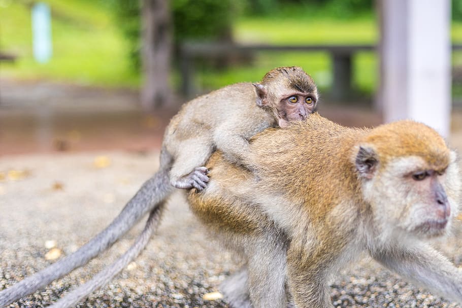 macaque monkeys, ape, thailand, temple, baby monkey, animal, HD wallpaper
