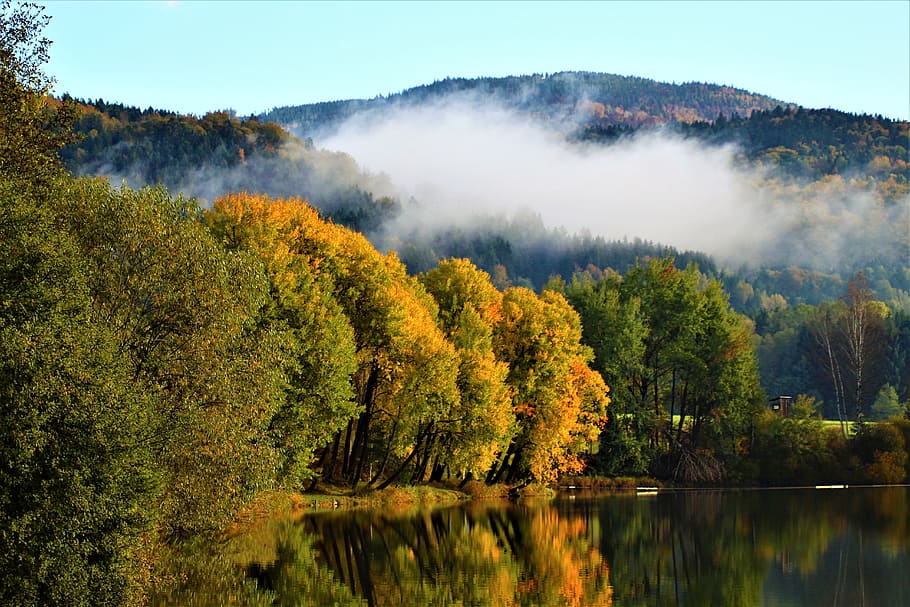 klaffer, autumn, tree, deciduous forest, leaves, golden autumn, HD wallpaper