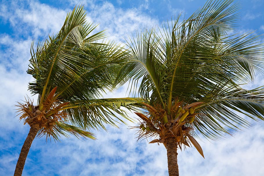 Blue, Cloud, Coconut, Exotic, green, leaf, nature, palm trees HD wallpaper