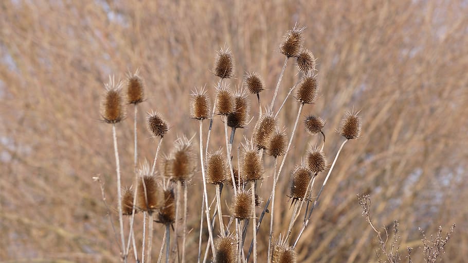 thistle, winter, slovakia, plant, growth, nature, day, no people HD wallpaper