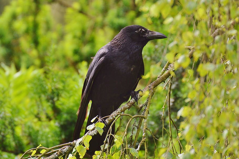 raven, crow, bird, black, raven bird, birds, fly, animal, bill HD wallpaper