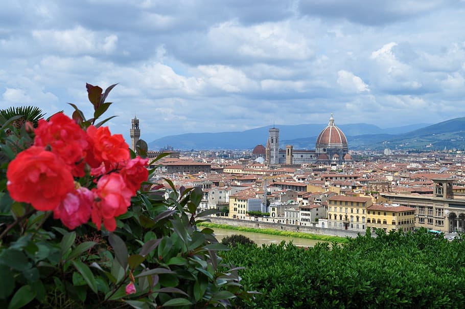 pink Rose flowers close-up photo near city buildings, florence, HD wallpaper