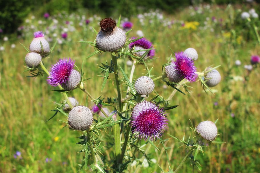 thistle, thistles, summer, meadow, thistle flower, plant, flowering plant HD wallpaper