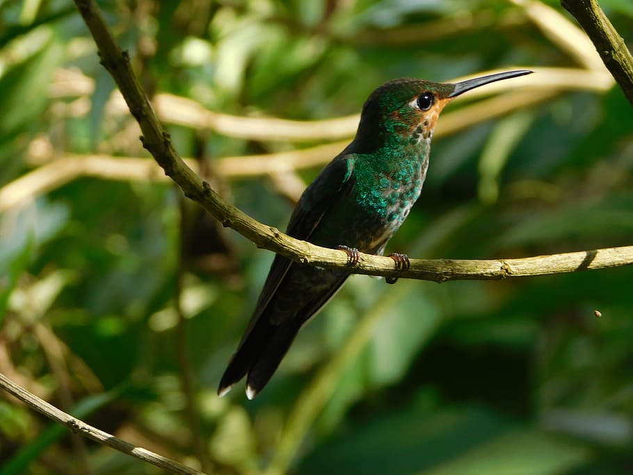 selective focus photography of hummingbird perch on tree, Nature HD wallpaper