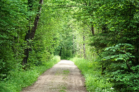 Forest, Away, Nature, Trees, Path, forest path, trail, nature trail HD wallpaper